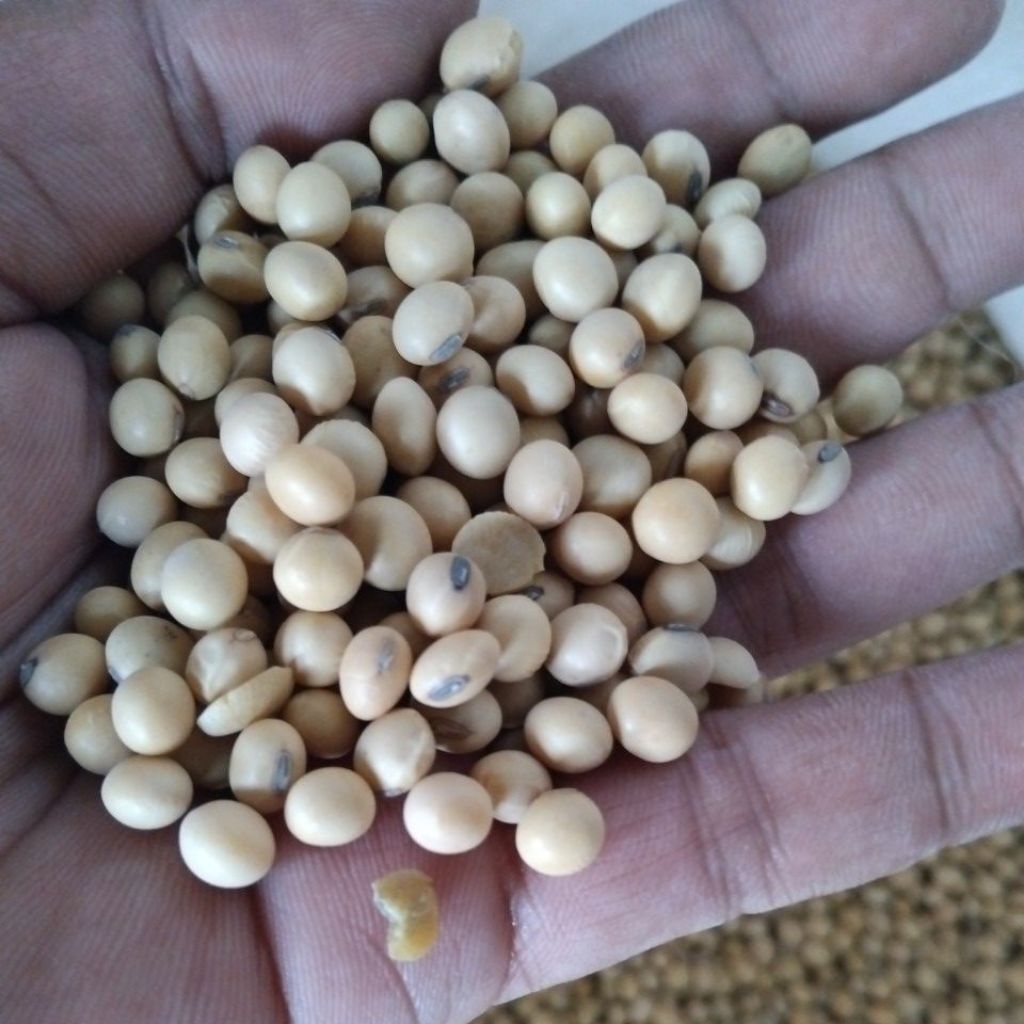 kacang kedelai bola import grade A premium