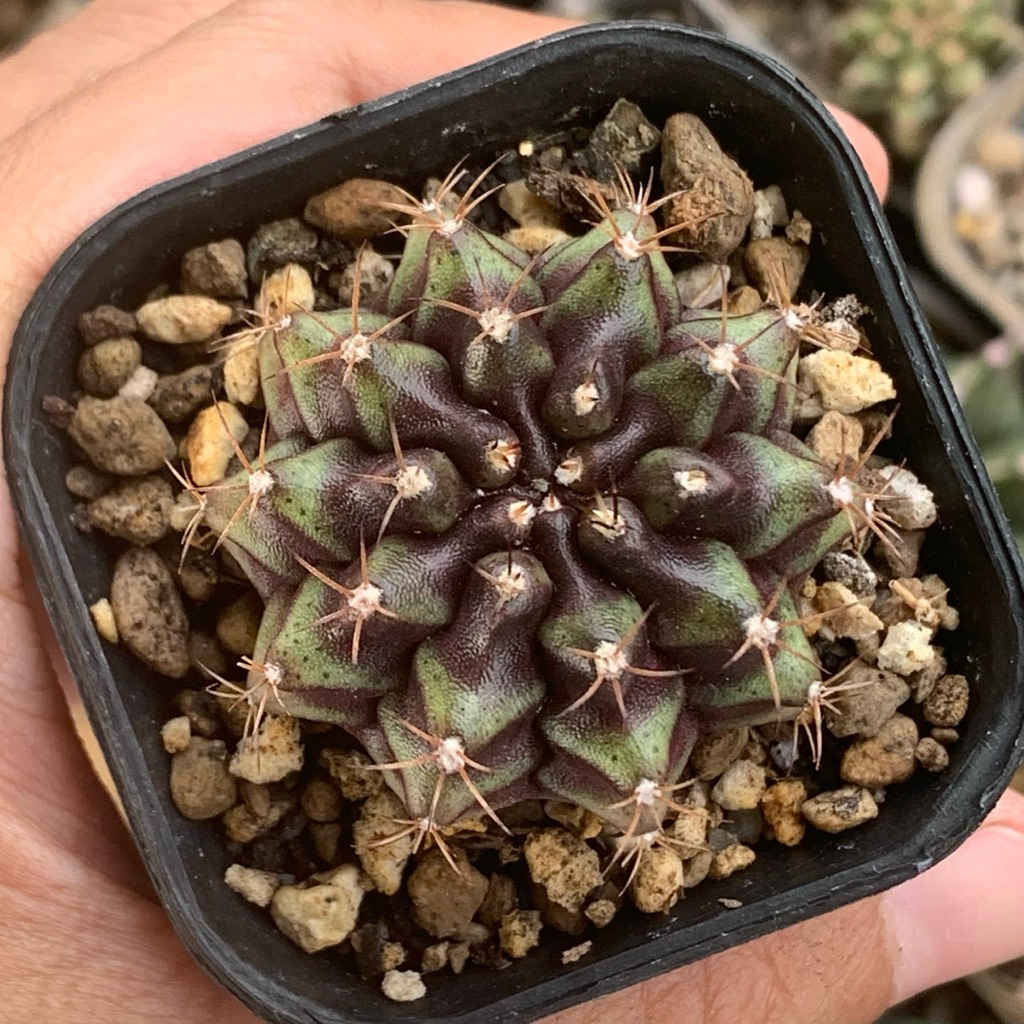 Pn9 purple nebula hybrid kaktus pemula tanaman hidup gurun gymnocalycium gymno lb miha hybrid mihano