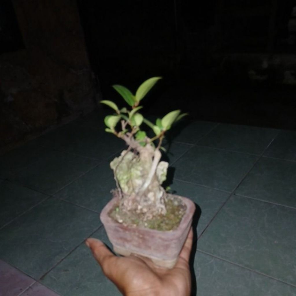 bonsai iprik