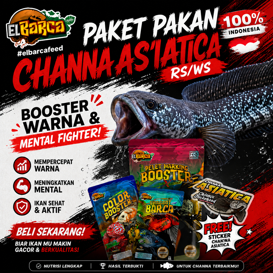 PAKET PAKAN CHANNA ASIATICA RS dan WS (Body Mutiara Shining, Full Dot) Free Sticker Channa