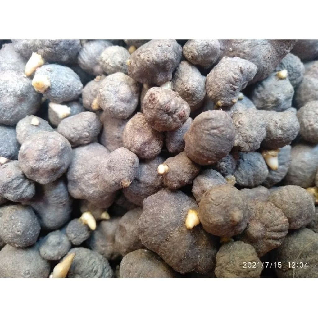 Bibit Porang (Mini) Asli Murah / Bibit Katak Porang Super Siap Tanam