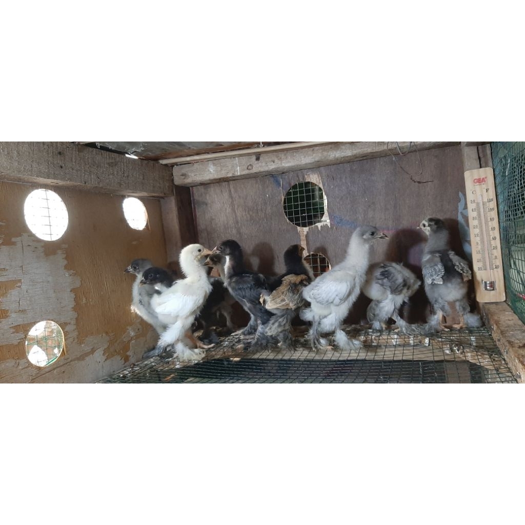 Ayam Hias Brahma