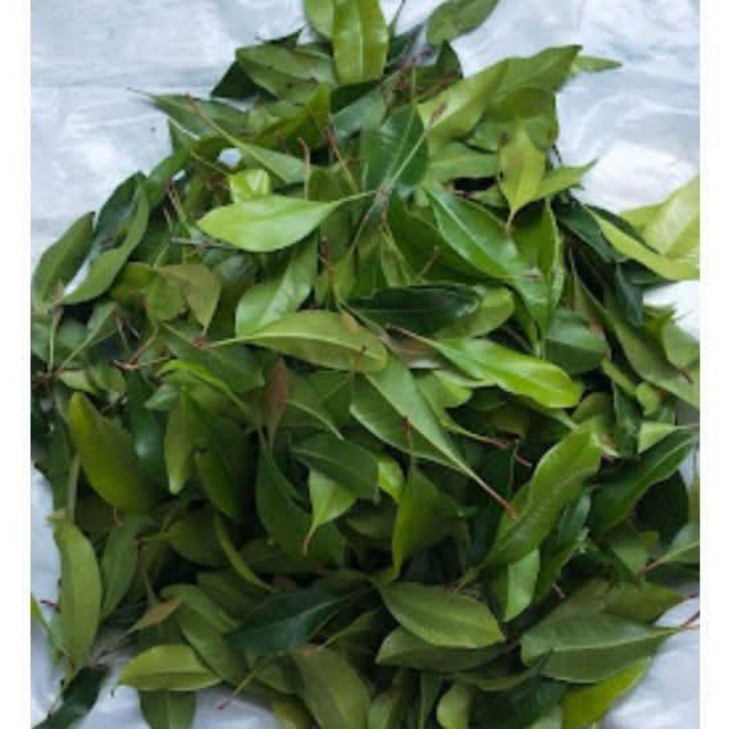 Daun cengkeh basah /350gram