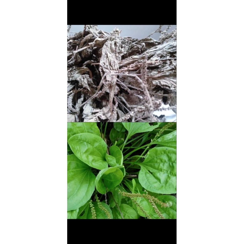 Daun Sendok/Daun Kiurat Kering 100 Gram