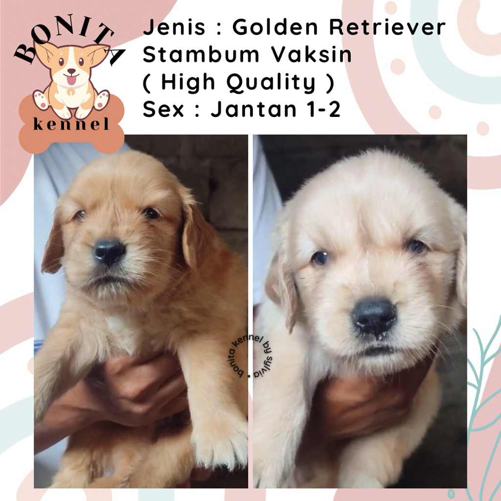 Golden Retriever Stambum Jantan Betina Anak Anjing Golden