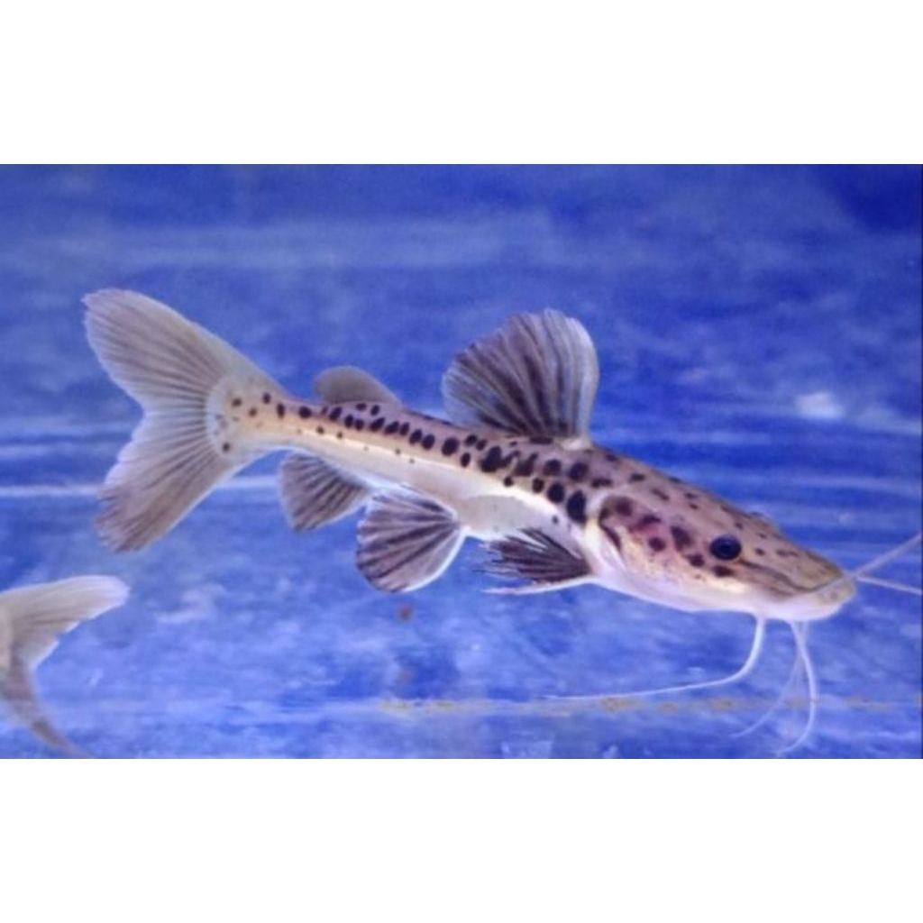 TERLARIS, ikan leopard, ikan hias air tawar aquarium