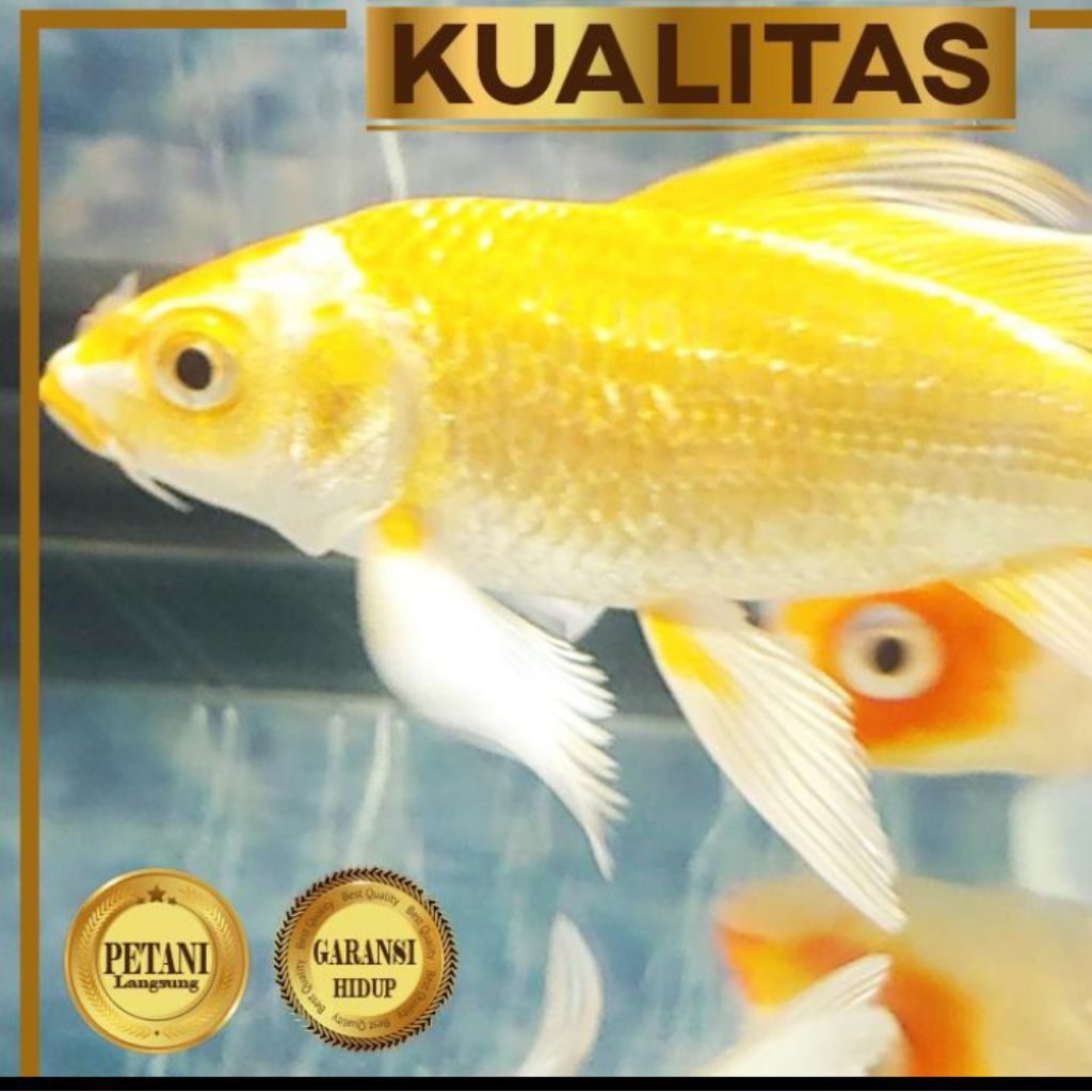 Baby Koi Golden Slayer Ikan Hias Kolam