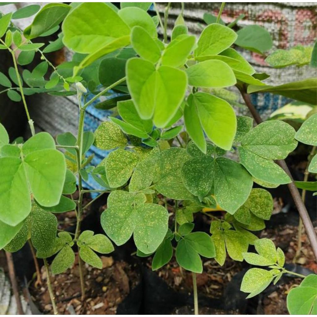 Pohon Peneduh (Tabebuya) 1-2 meter