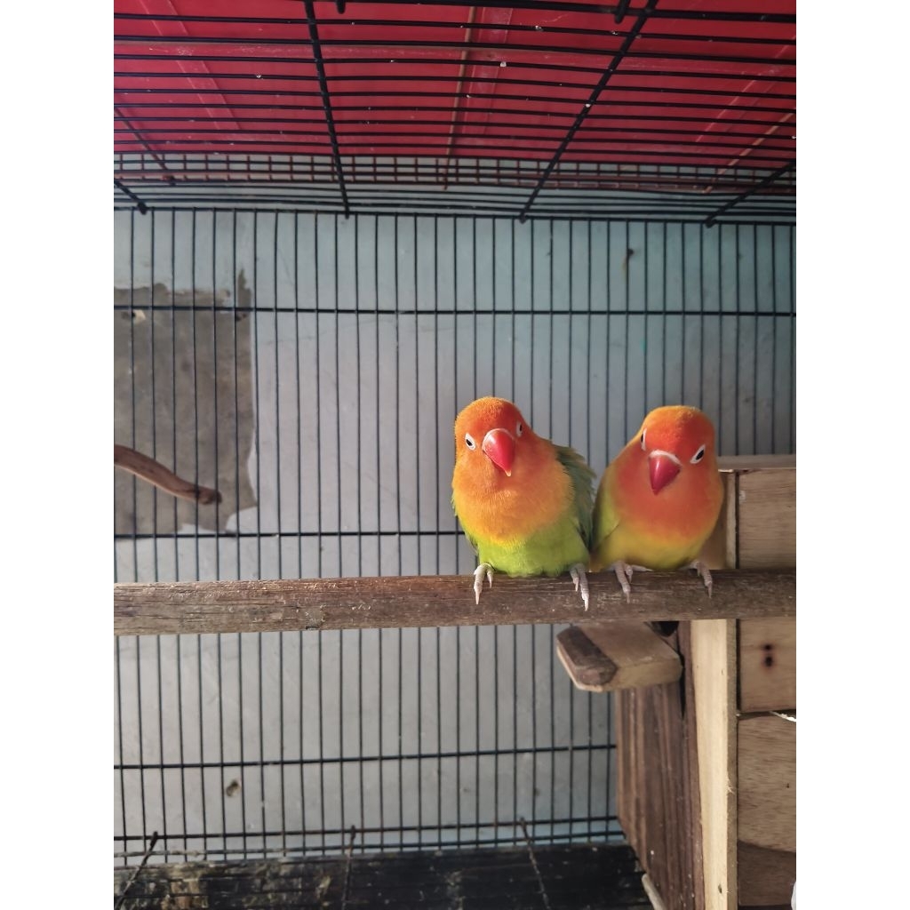 Lovebird sepasang