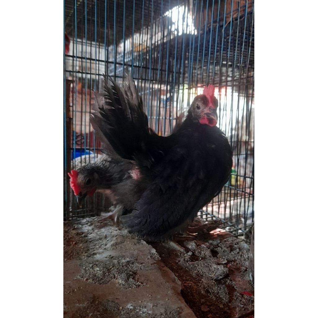 AYAM KATE KAKI PENDEK JANTAN SATUAN "ayam sesuai foto dan video"