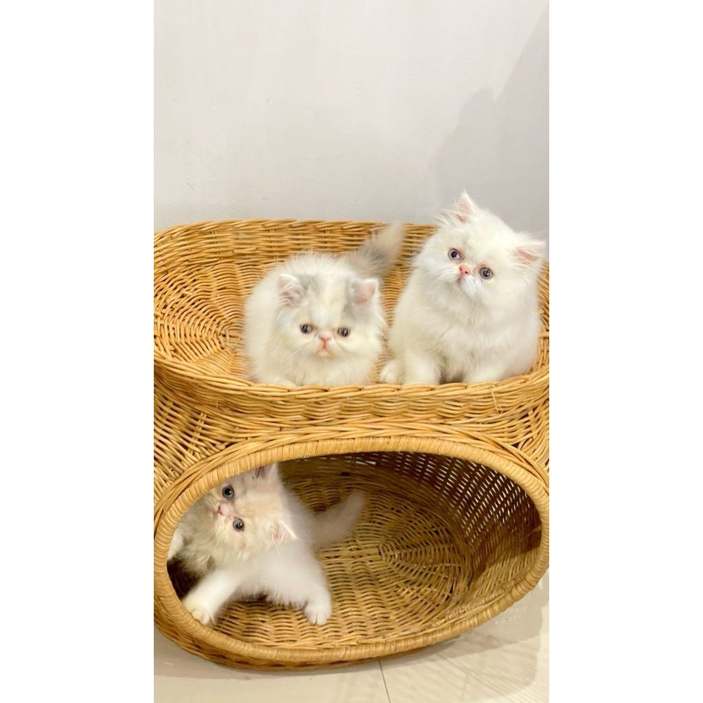 Anak Kucing Persia Peaknose Himalaya Ragdoll Munchkin