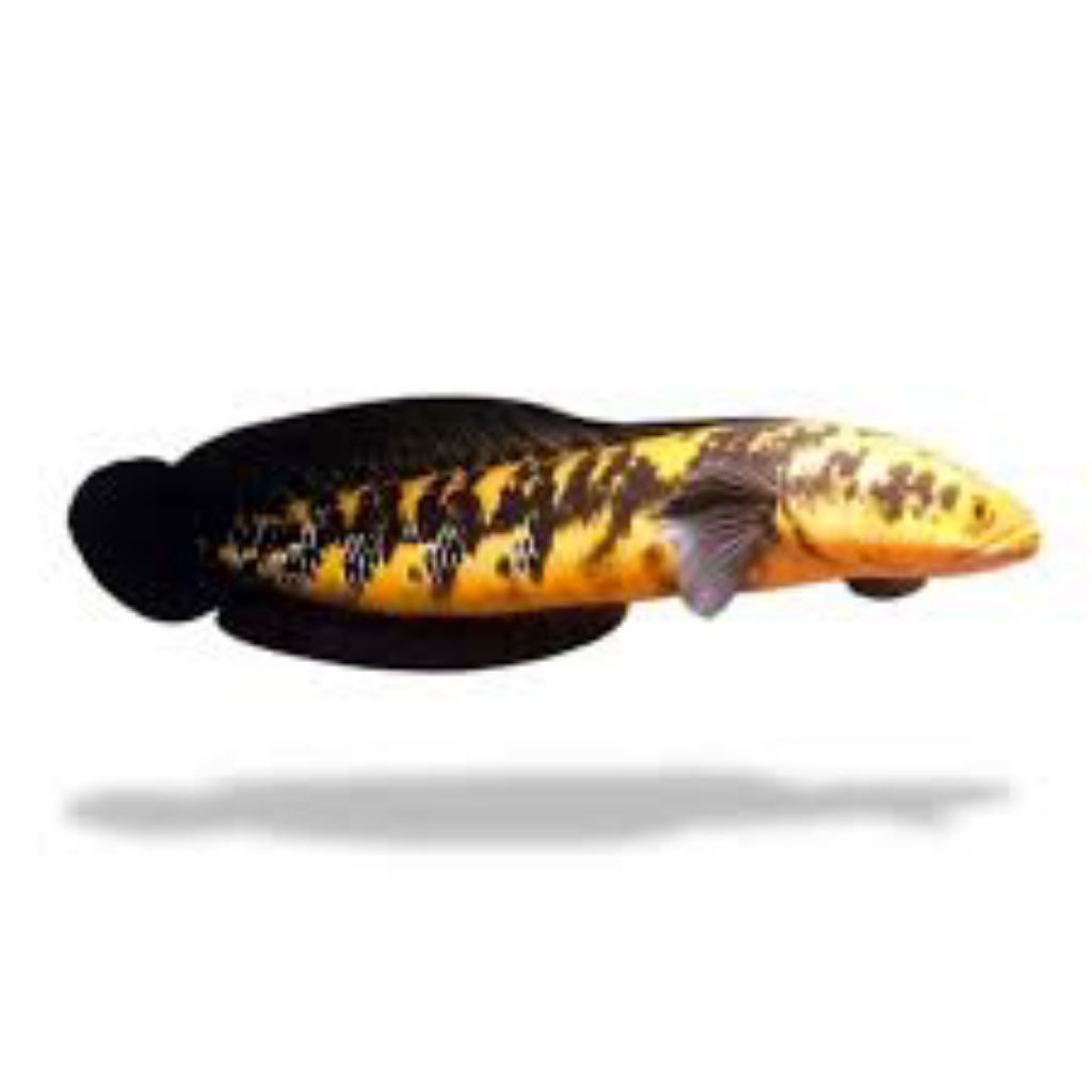 Ikan Sentarum Kuning Maru 10-30cm Berkualitas Tinggi dengan Mata Merah