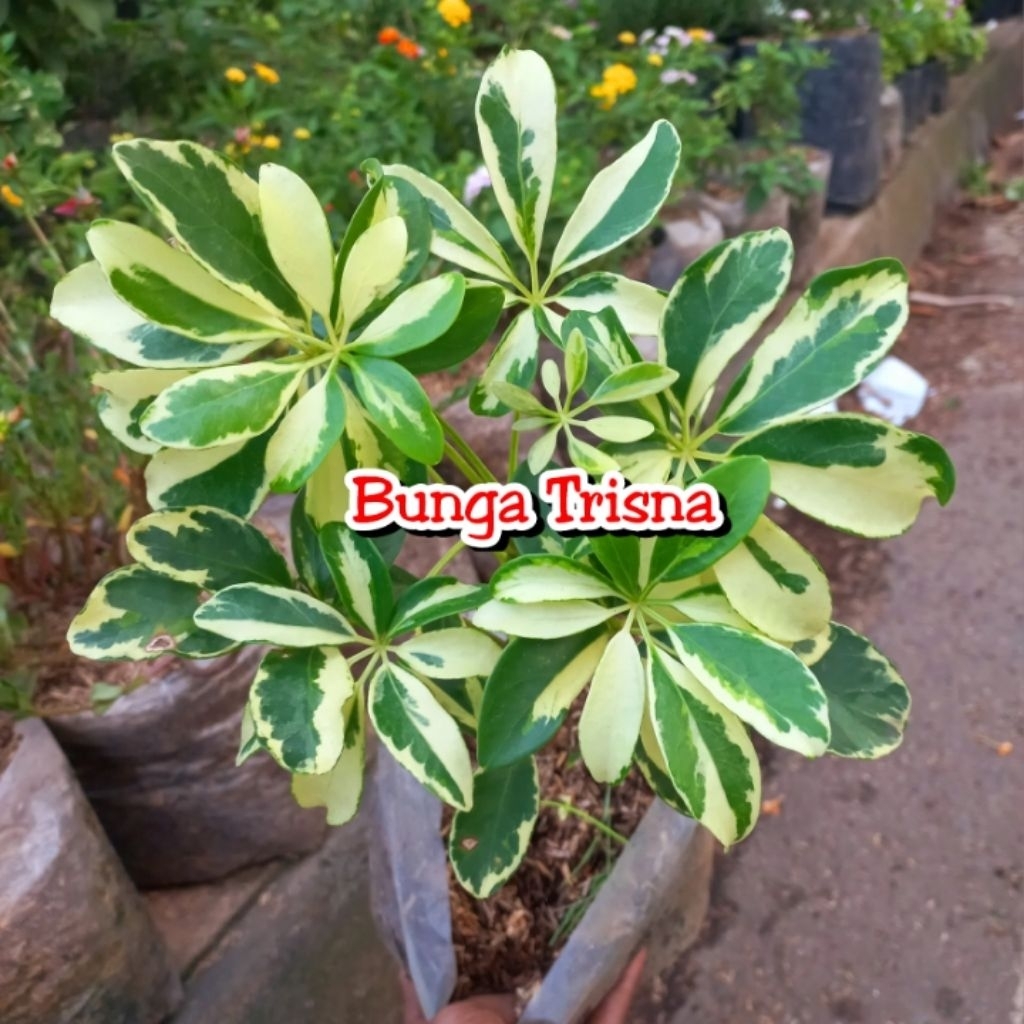 Tanaman hias walisongo varigata/walisongo daun varigata