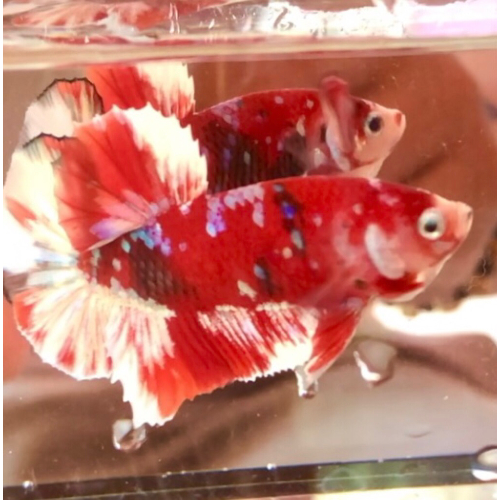 Red Koi Cooper