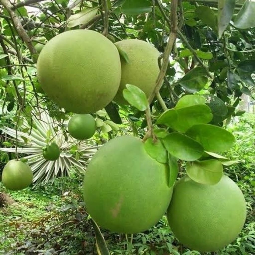 Jeruk pamelo/jeruk Bali jumbo segar manis