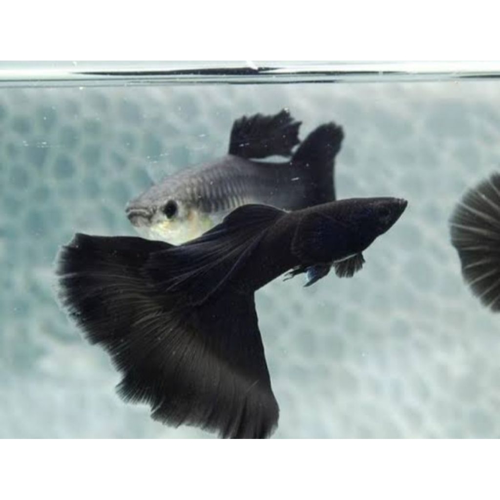 satu pasang ikan Guppy black Moscow ikan Guppy promo satu pasang ikan Guppy jantan betina ikan Guppy