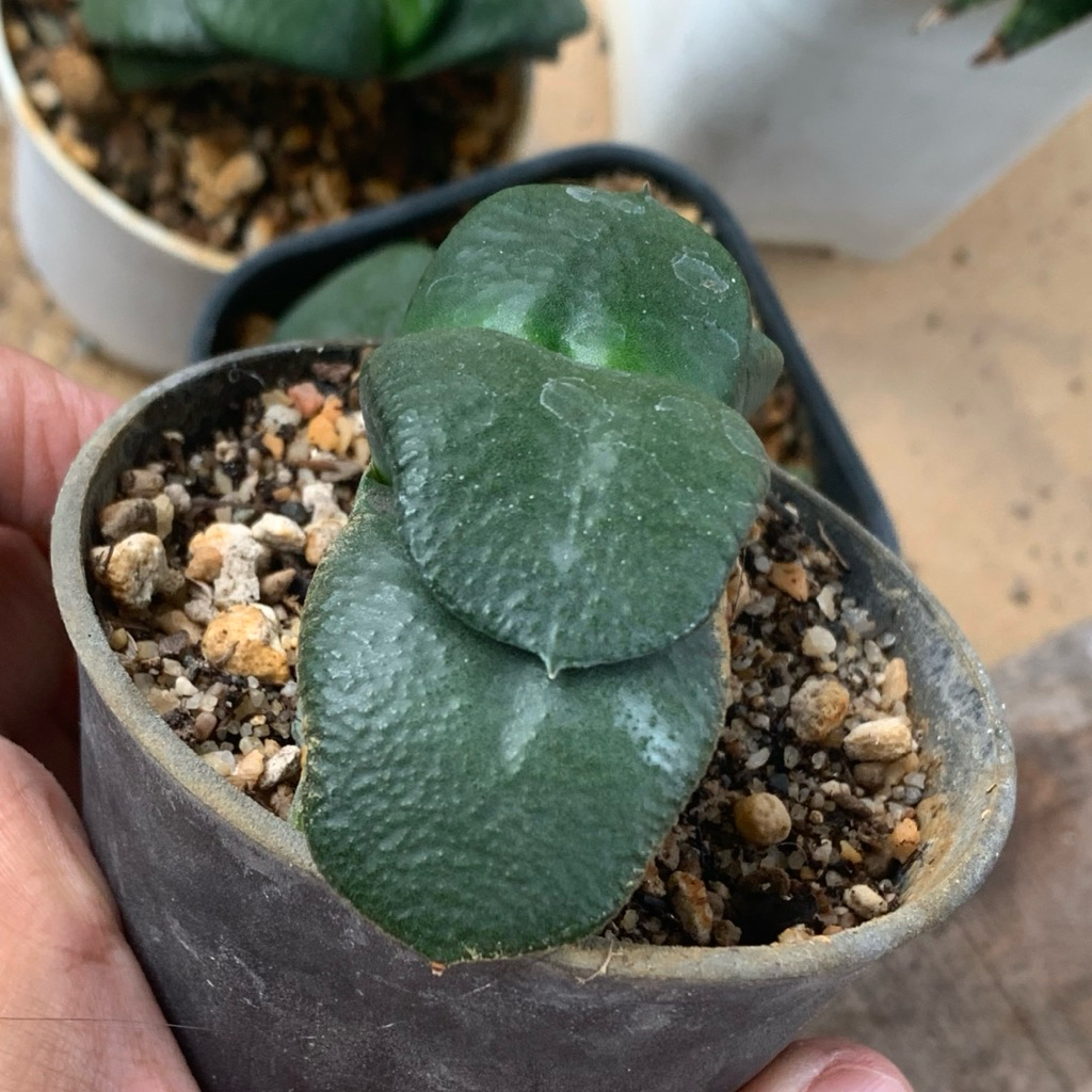 Gasteria armstrongii  kaktus var kaktus tanaman hias hidup gurun hadiah gift hobby hobi ulang tahun 