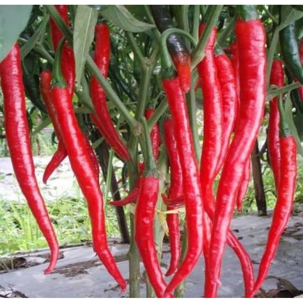 benih biji cabe merah panjang  super unggul benih cabe keriting