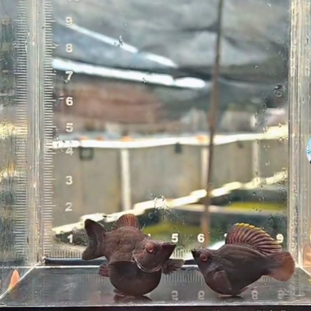 Molly albino choco hunter rountail