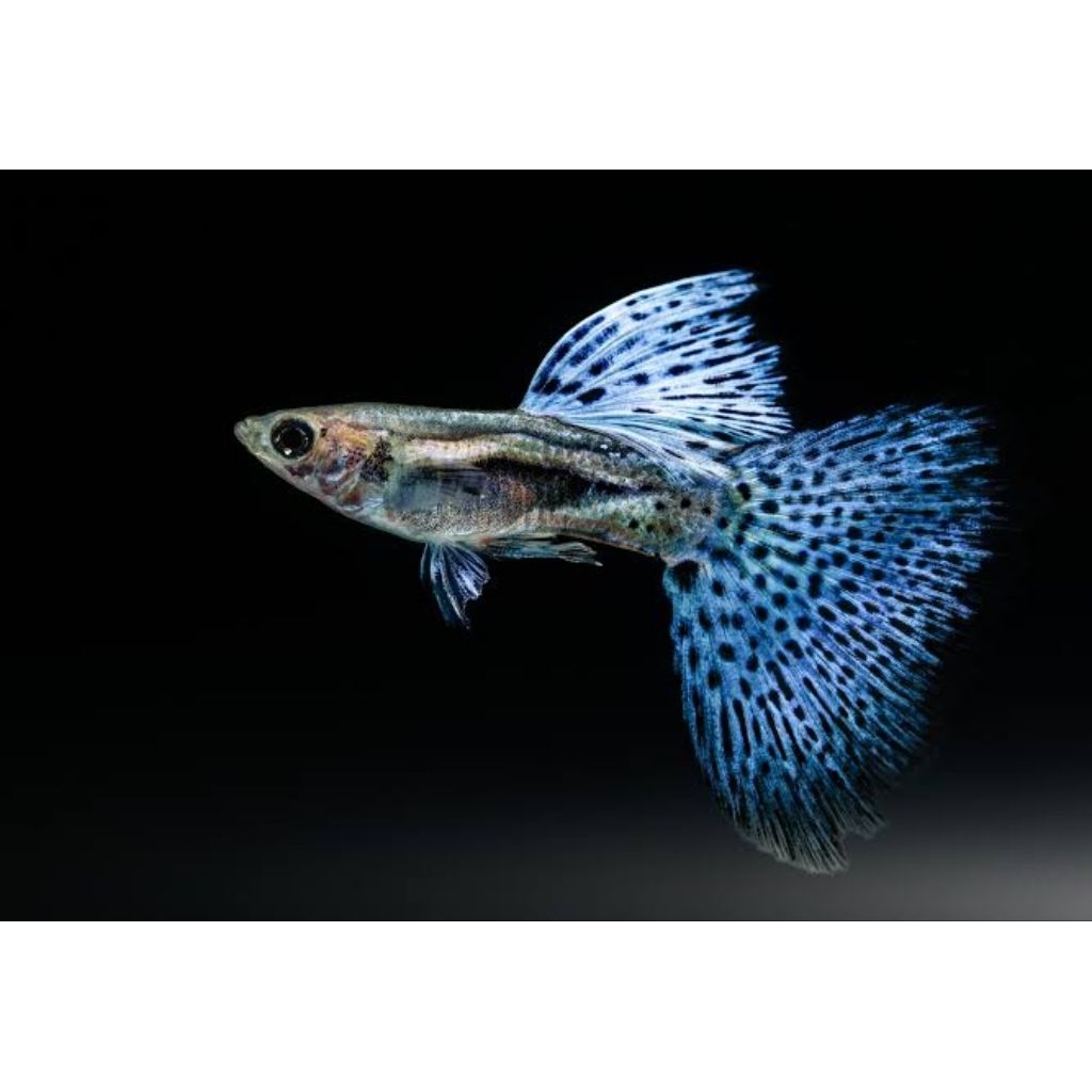 TERLARIS  Guppy Blue Grass