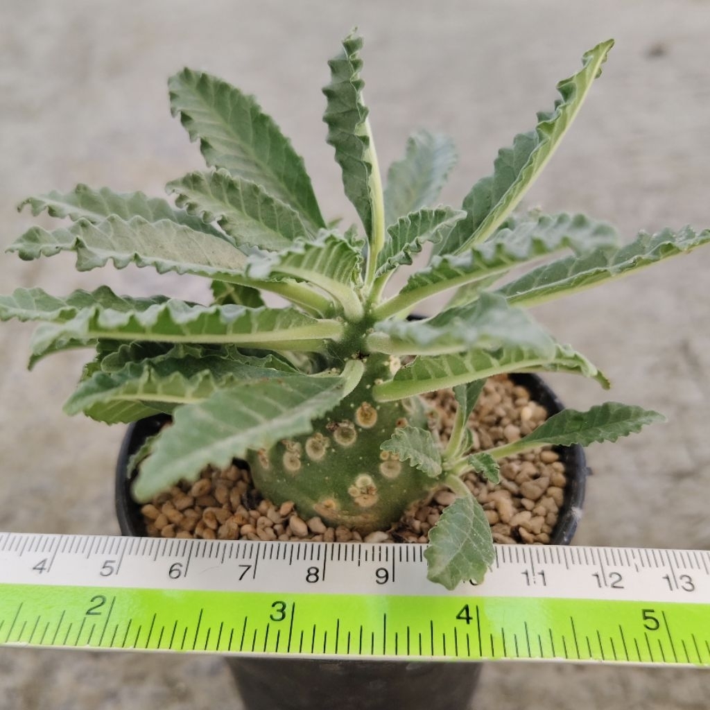 Tanaman Sukulen Dorstenia lavrani ukuran kecil