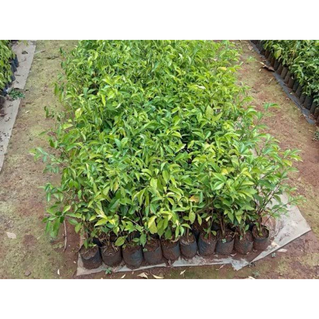 Bibit Teh-tehan hijau