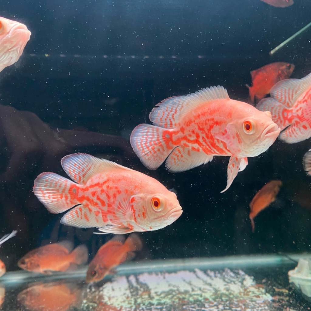 Dekorasi Aquarium Oscar tiger GM ,tiger albino GM,Tembaga,Nemo size 7-8cm