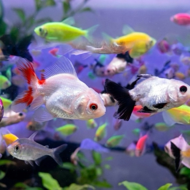 Baby Koki Panda Harga Perekor / Ikan Hias only sameday dan Instant