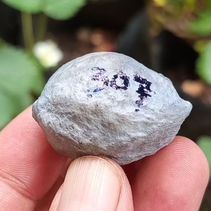 Muncang adu jayanti pait jr kode 307.