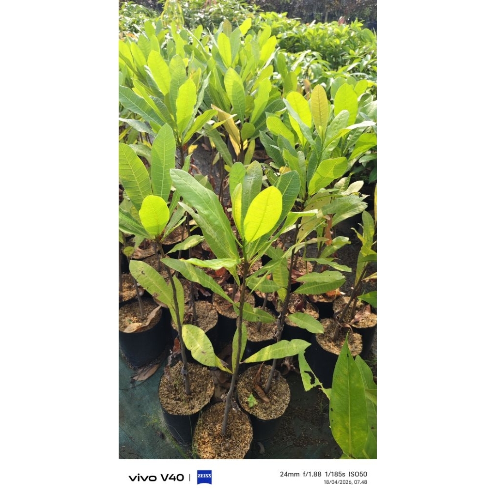 Bibit Jambu mete