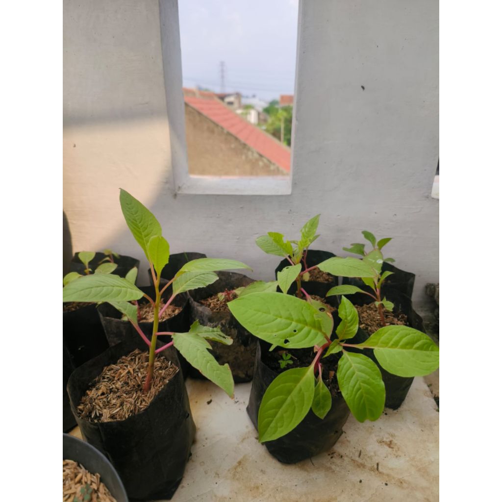 bibit tanaman ginseng korea merah asli siap tanam