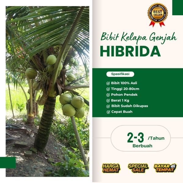 TERBAIK AIR NIRANYA  Bibit Kelapa Hibrida Bersertifikat, Bibit Kelapa Hibrida Buah Besar, Bibit Kela