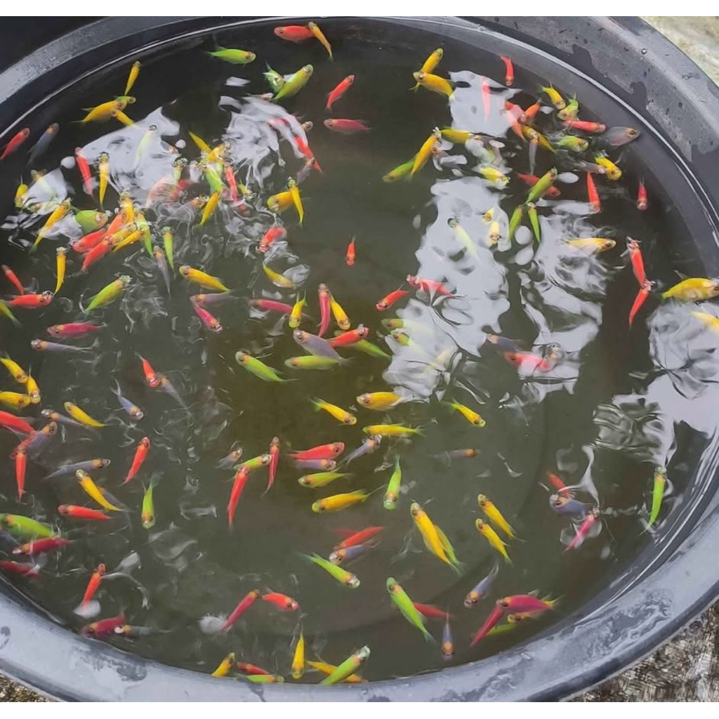 hiasan aquarium ikan glowfish cantik bagus