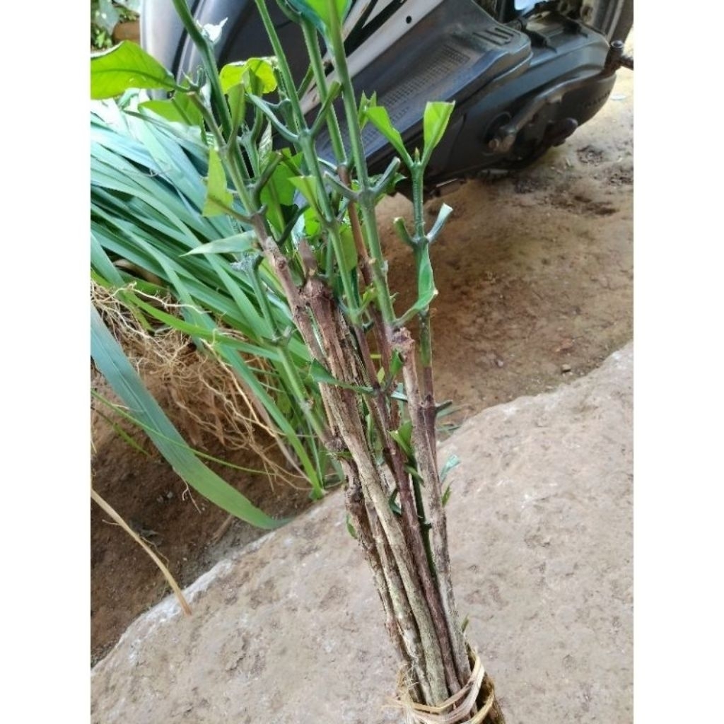 PAKET 10 BIBIT KOPI ROBUSTA SIAP TANAM / BIBIT KOPI ROBUSTA CABUTan/ BIBIT KOPI ROBUSTA