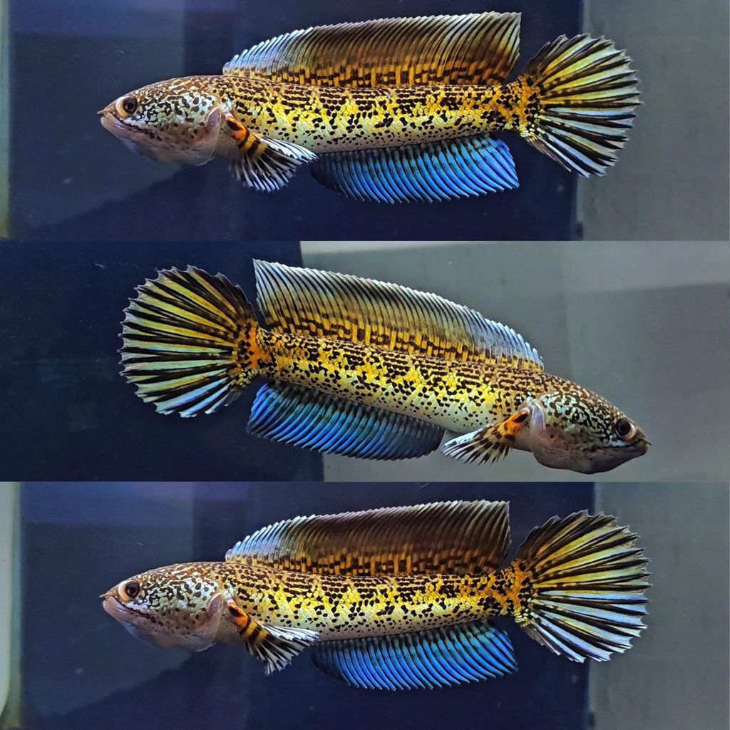 ( BISA COD ) Channa Auranti WC size 3-4cm Garansi