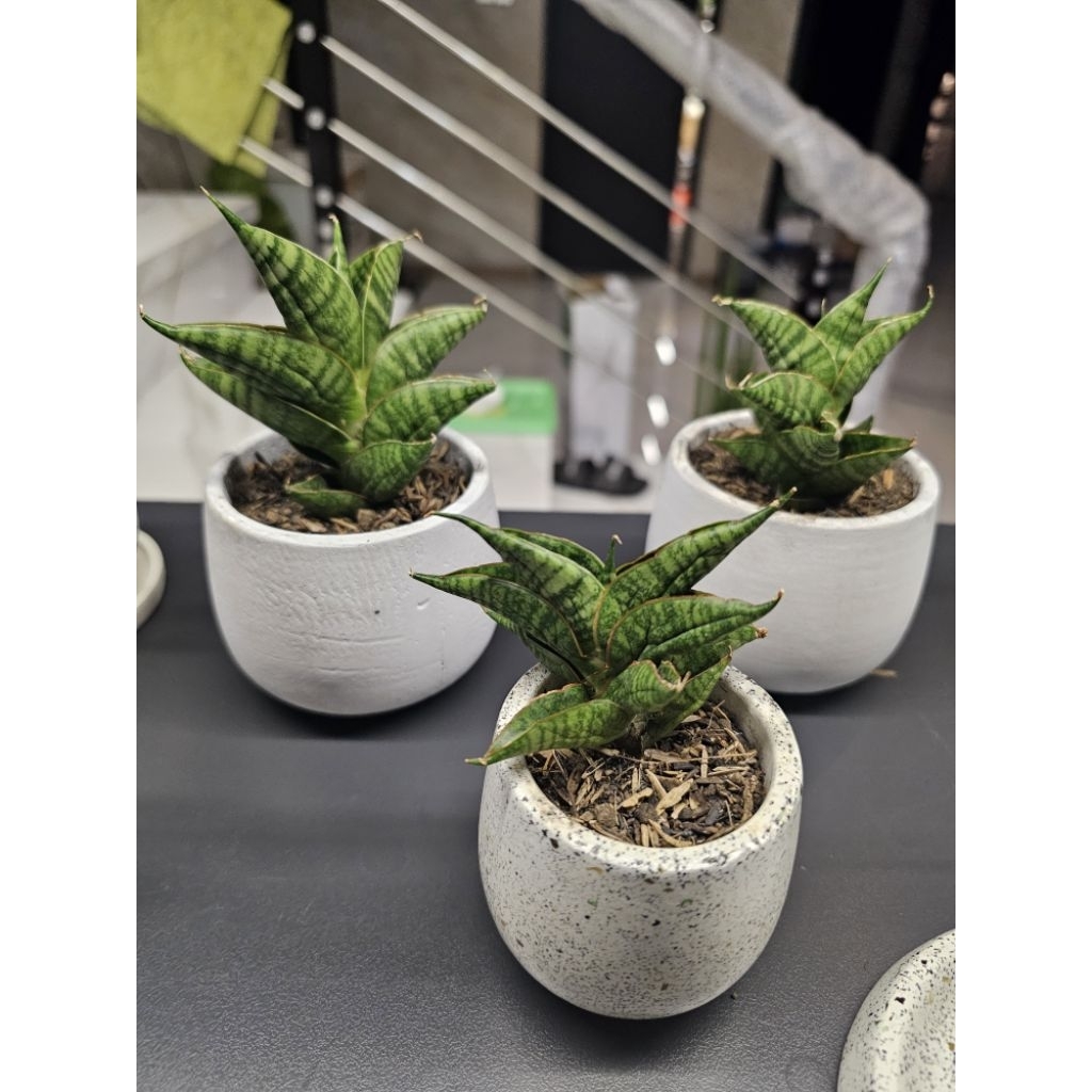 Tanaman Hidup Mini Sansevieria Snake Plant Lidah Mertua BNC Boncel New Clone