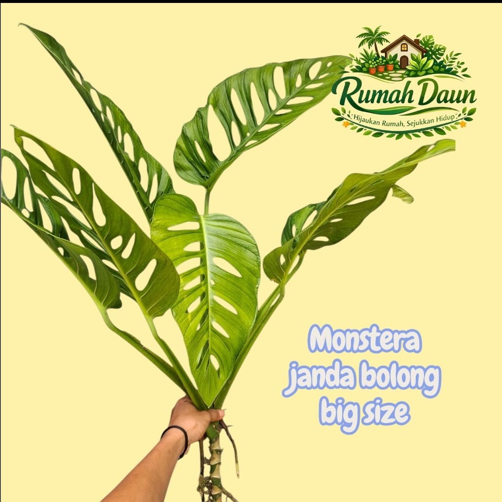 TERLARIS monstera janda bolong big size - janda bolong daun besar