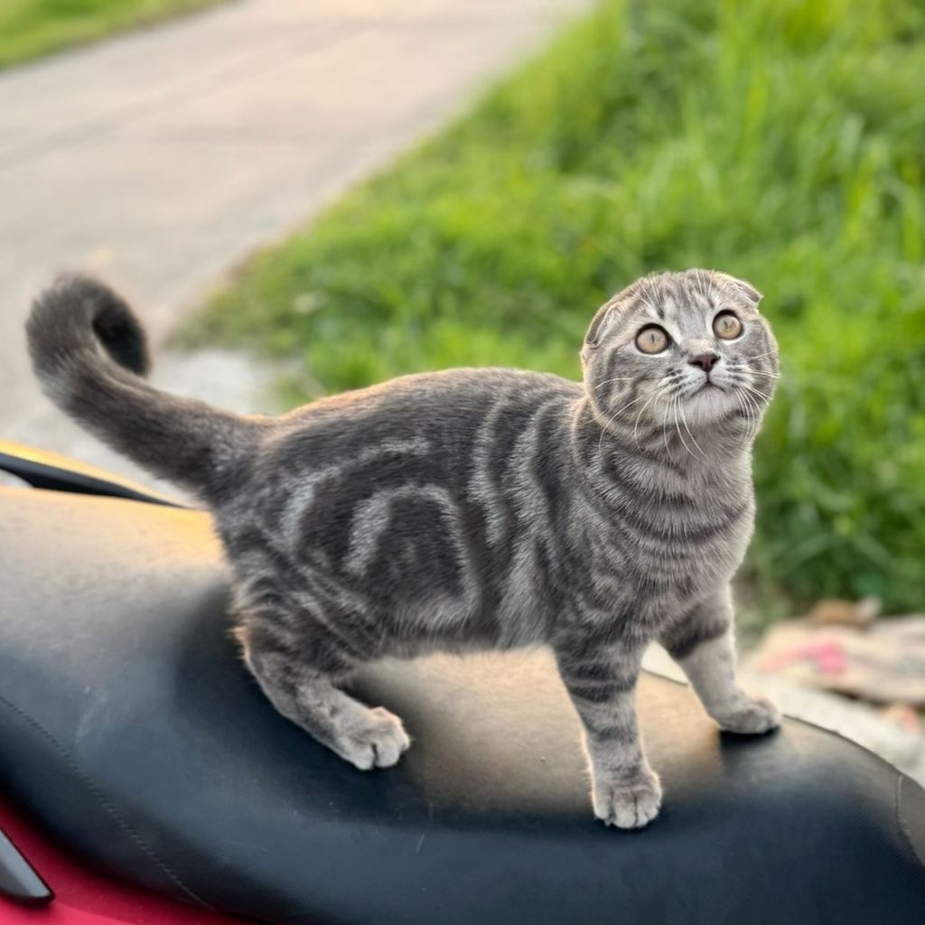 kucing kitten scottish fold taby 5 bulan | scottish fold murah