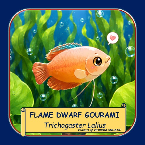 IKAN HIAS AIR TAWAR - FLAME DWARF GOURAMI / RED FLAME GOURAMI / SEPAT CUNANG (IKAN AQUASCAPE)