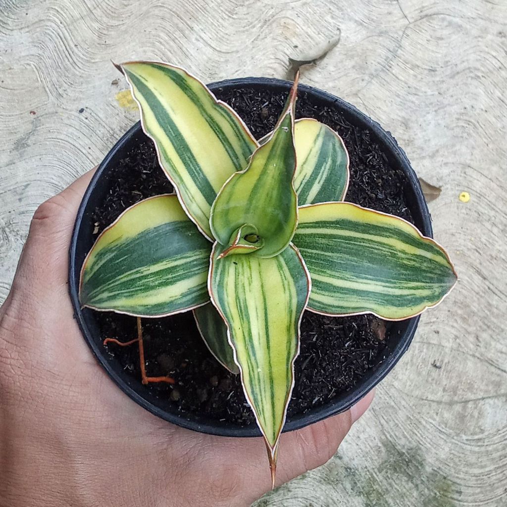 sansevieria kimayo varigata