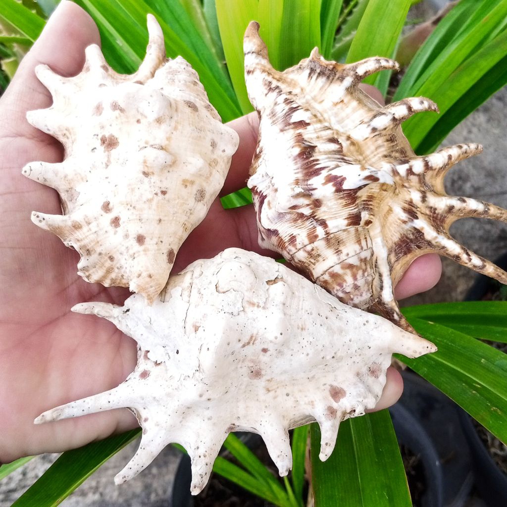 Paket 3 Kerang / Keong Laut Hiasan Aquarium