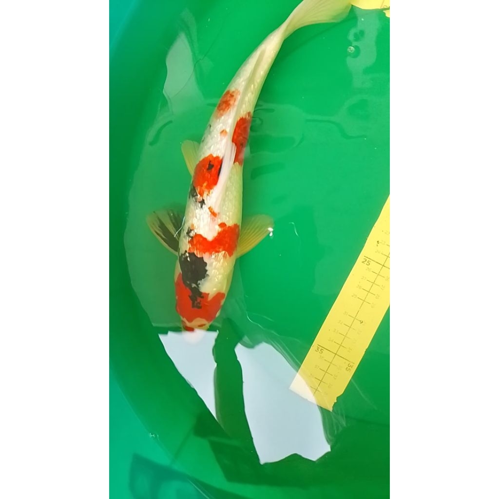 Ikan koi jenis Showa Ginrin 42cm pola original bagus