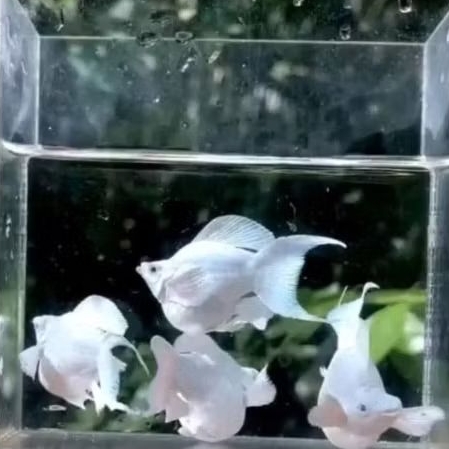 Molly Cawang Balon Lyretail Platinum - Paket 1 pasang, Aman untuk Koloni, Ukuran jumbo