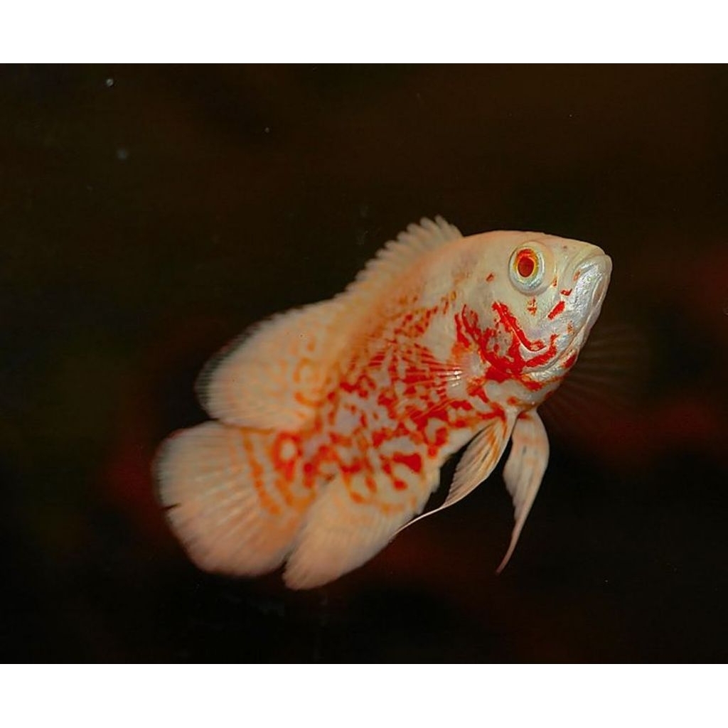habiskan stock Oscar batik albino dan hitam 8-10 cm
