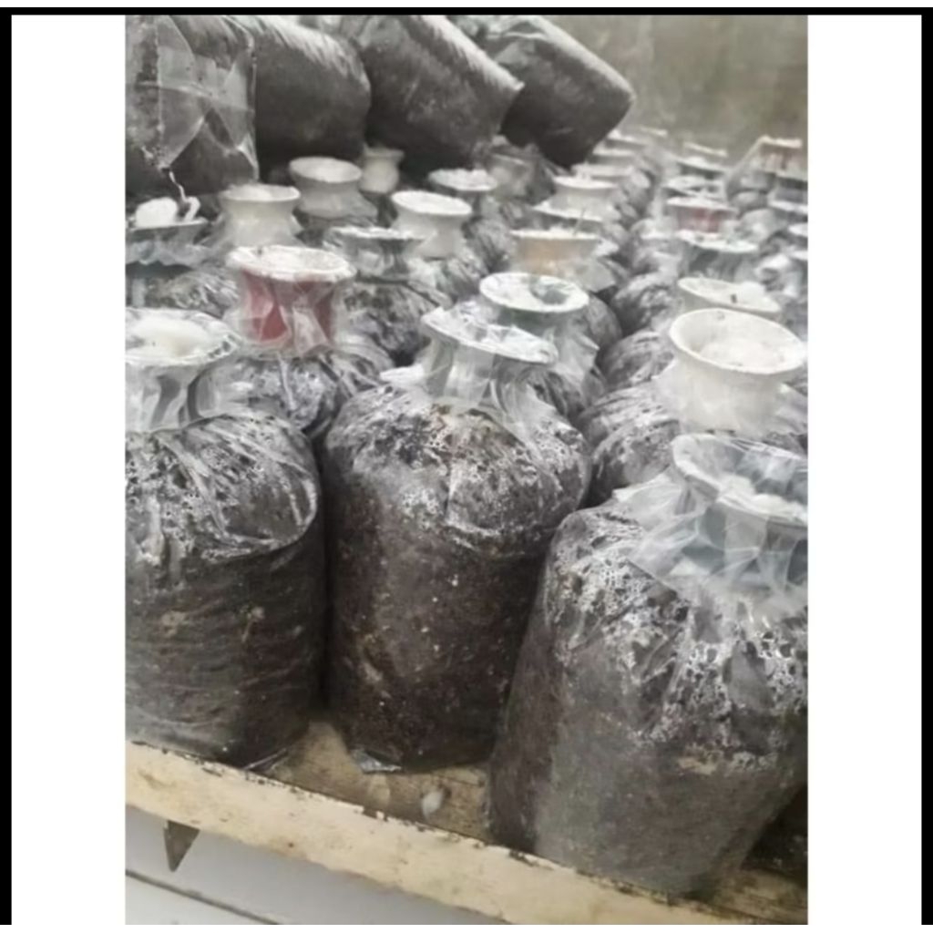 bibit jamur merang hitam isi 4 siap tebar