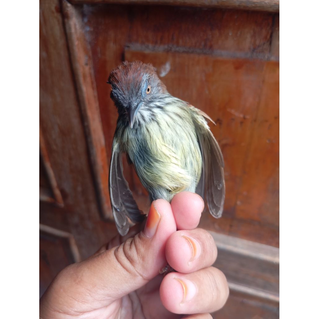 TEPUS LURIK - BURUNG BAHAN KHUSUS INSTAN
