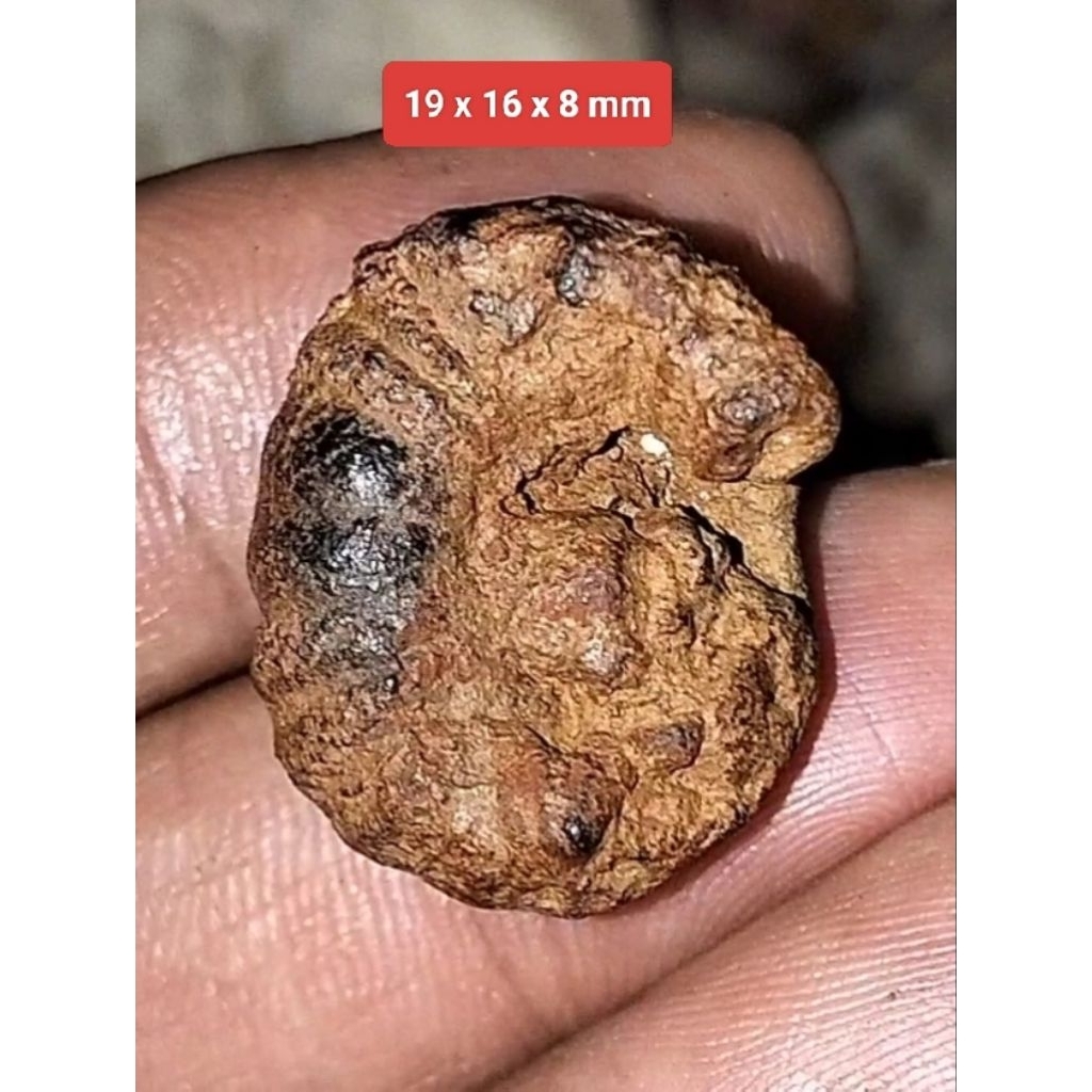 Batu Akik Bulu Landak laut nempel magnet natural