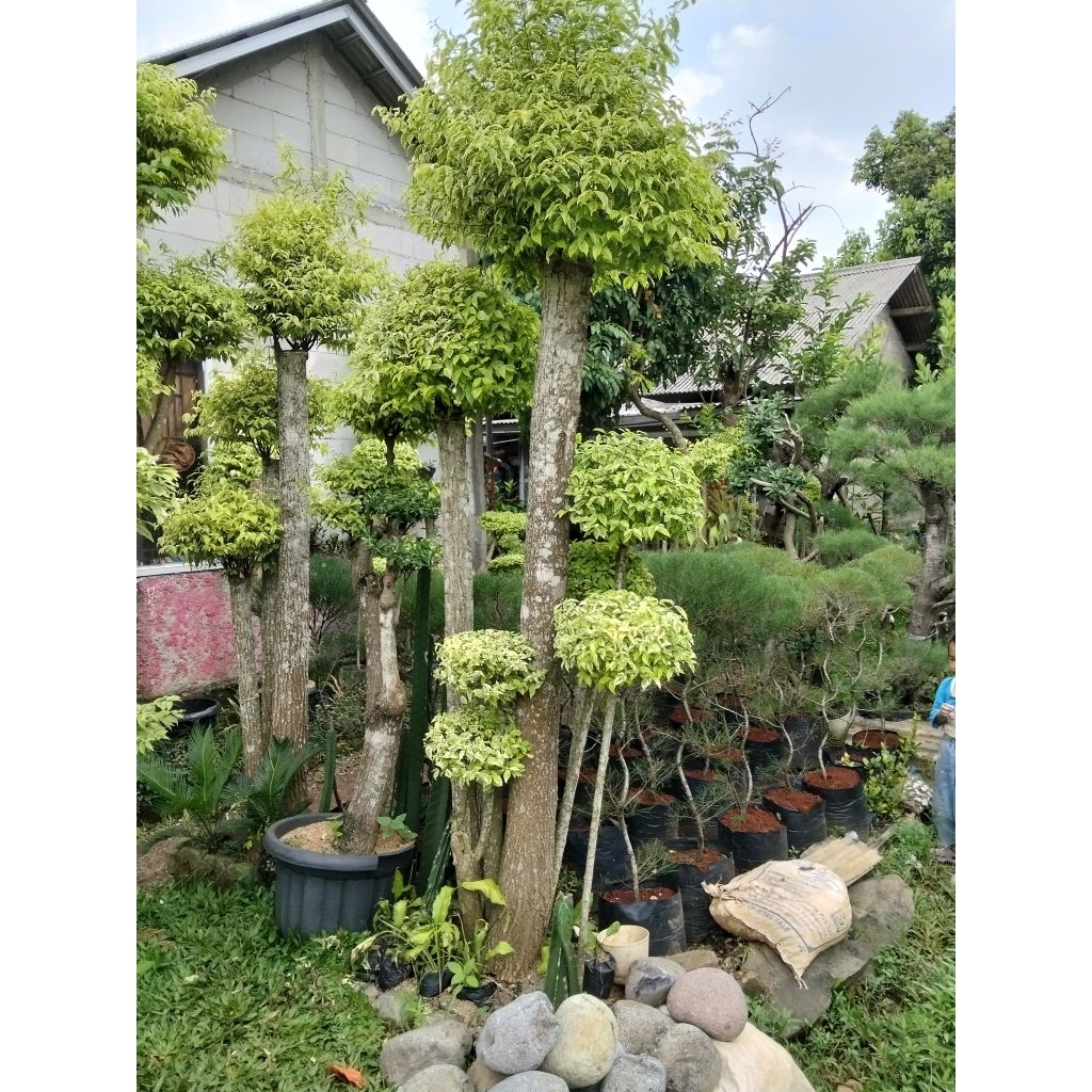 bonsai anting Putri 2,5meter batang besar bonsai taman berkarakter bonsai anting Putri