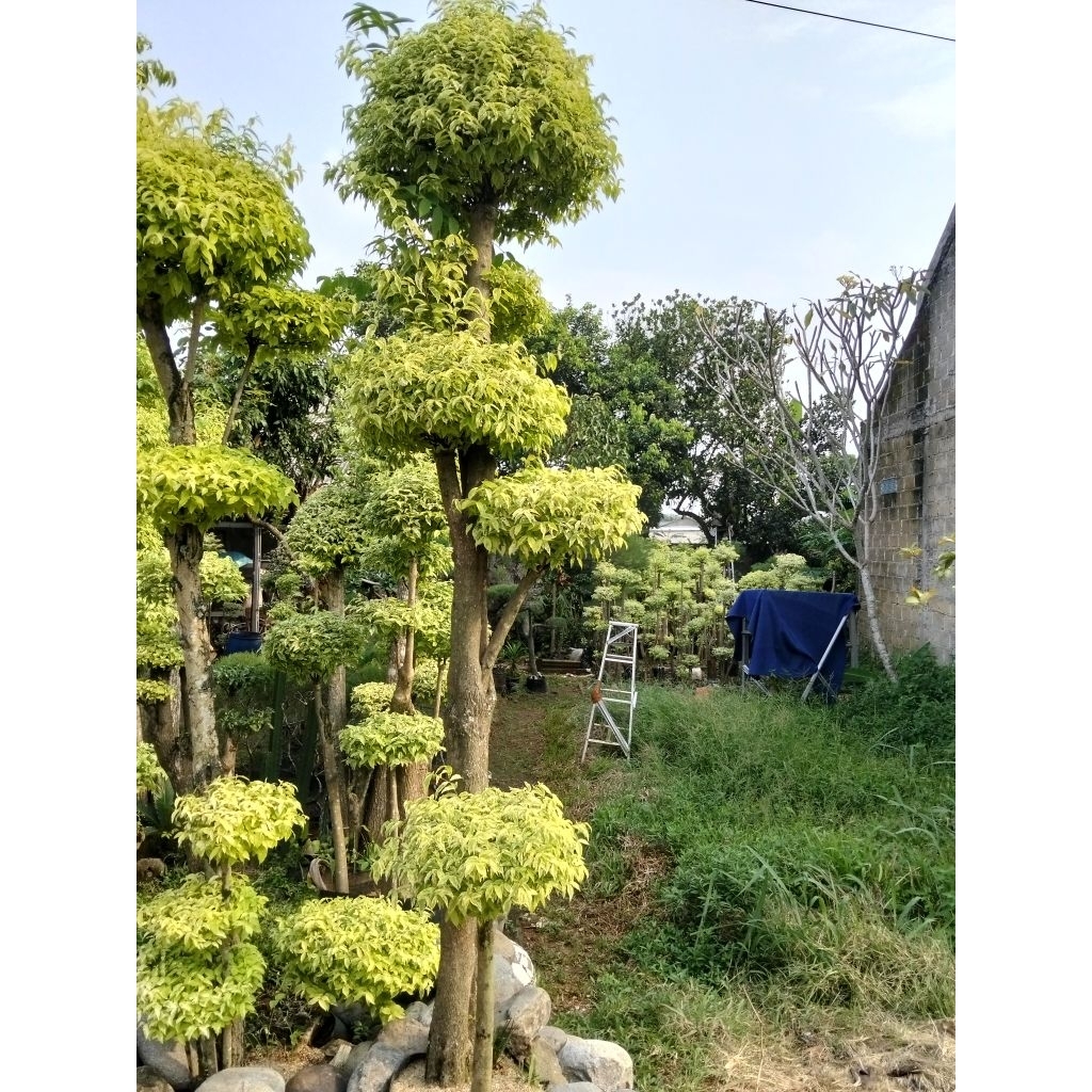 Bonsai anting Putri 3meter besar bonsai taman anting Putri