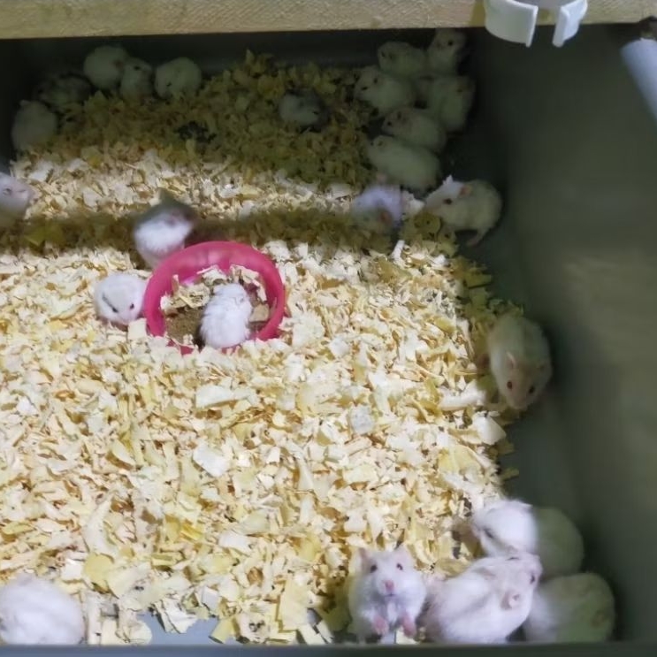 hamster winter white pearl